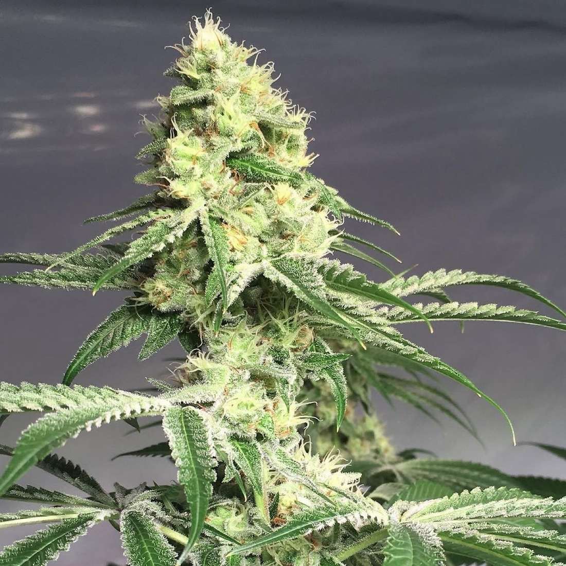 Lemon Dodgers plant