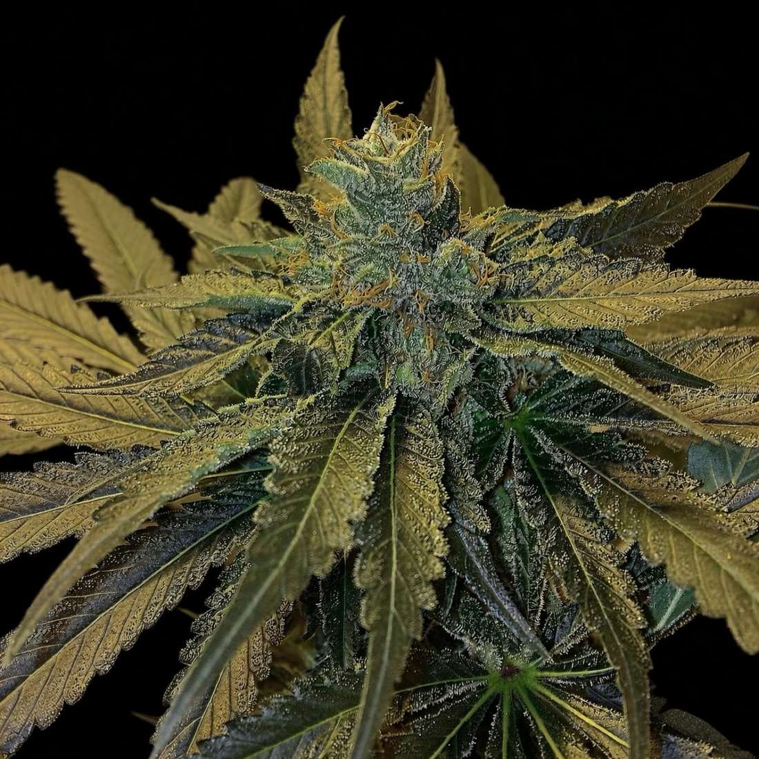 SG Kush